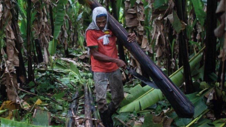 Caso Furukawa: 123 víctimas de esclavitud moderna en Ecuador recibirán reparación integral