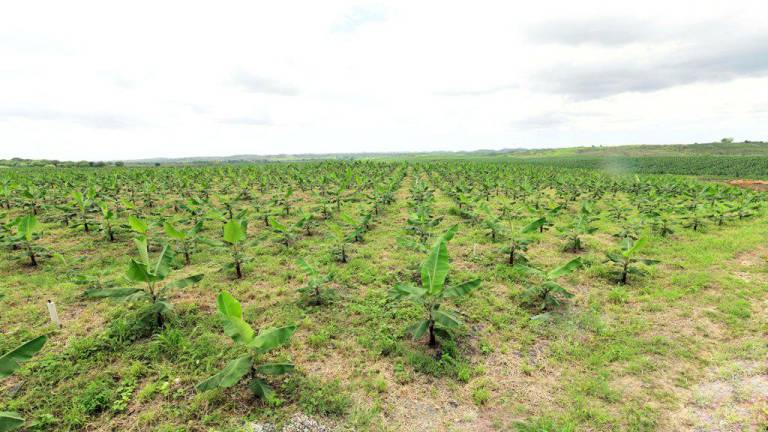 Más de 11.000 hectáreas de banano se han regularizado en Ecuador