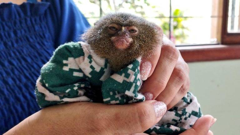 Un mono tití, un perezoso de dos dedos y otras especies fueron rescatadas en Napo y Orellana