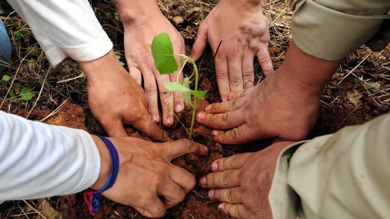 Tres hectáreas reforestadas fueron entregadas al Municipio de Guayaquil