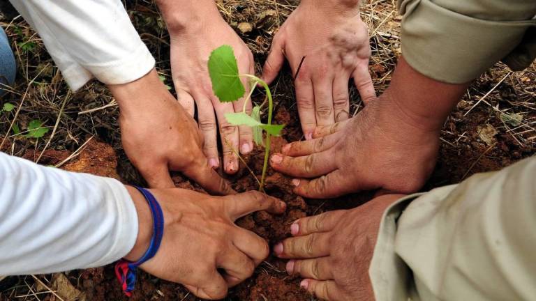 Tres hectáreas reforestadas fueron entregadas al Municipio de Guayaquil