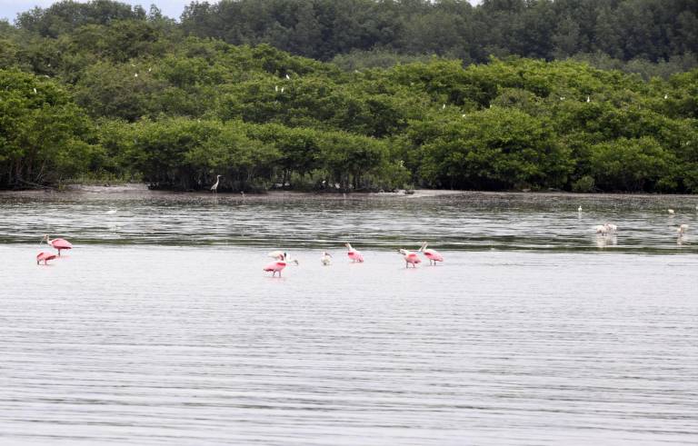 $!La contaminación por plásticos y el cambio climático son las principales amenazas de los ecosistemas prioritarios de Guayaquil como los manglares.