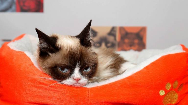 Murió Grumpy Cat, la gatita más famosas de las redes sociales