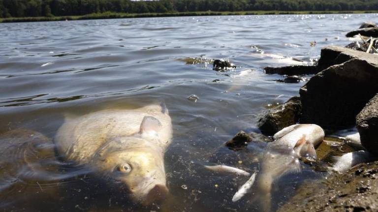Peces muertos por todos lados: extraño hallazgo en un río entre Alemania y Polonia causa temor