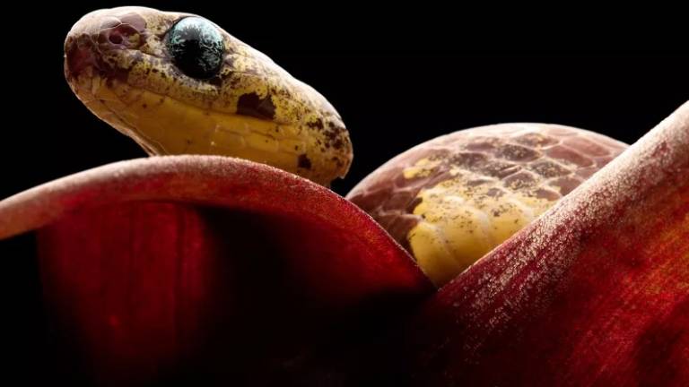 Descubren en Ecuador cinco nuevas especies de culebras