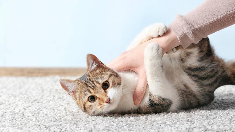 Tu gato solo en casa: Consejos para que no sufra