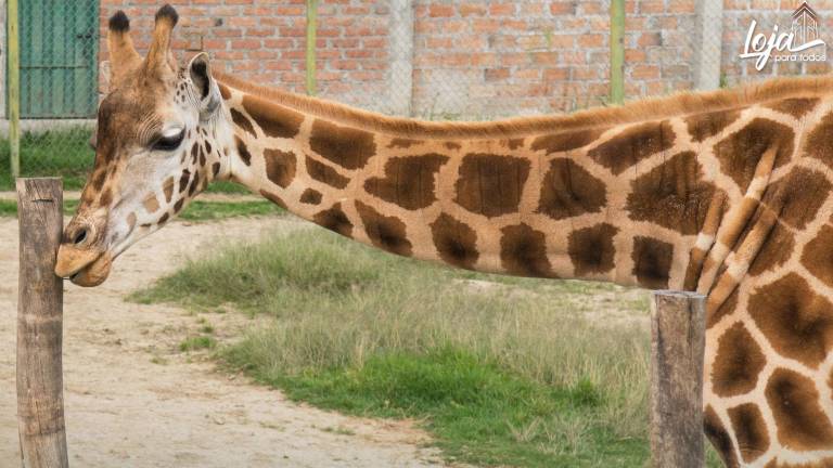 Loja pierde a su cuarta y última jirafa; zoológico municipal se refiere al fallecimiento del espécimen