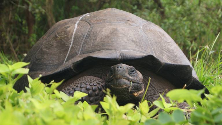 Comienza en Galápagos plan de crianza de nueva especie de tortugas