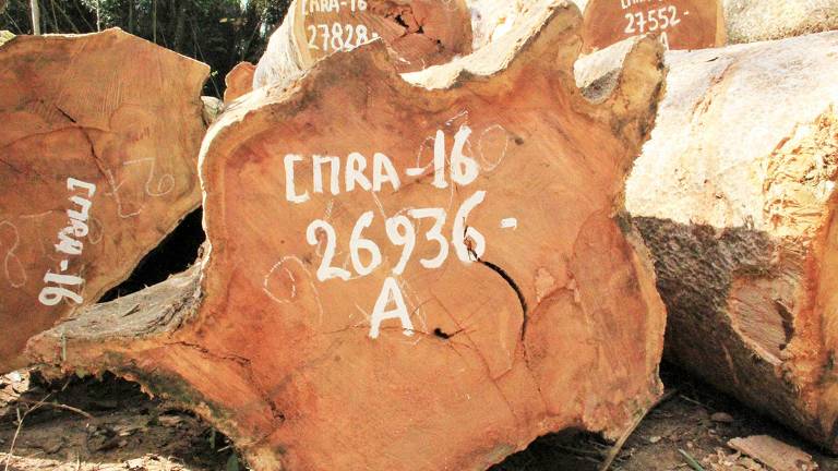 Lenta desaparición del milenario shihuahuaco en selva del Perú