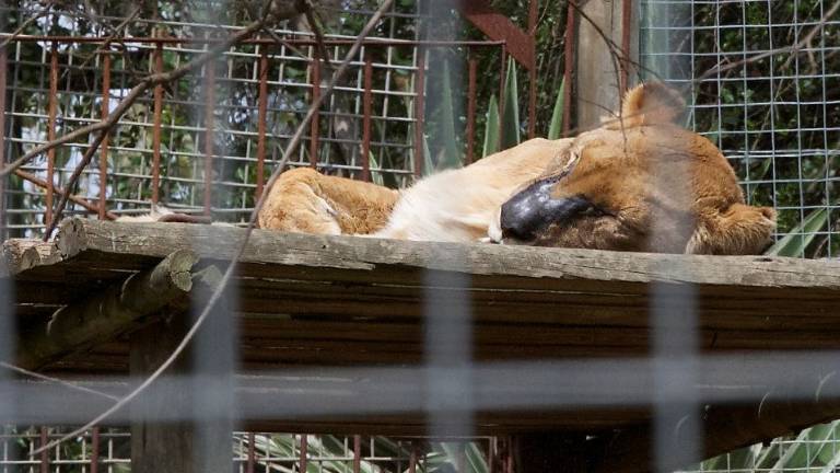 El sufrimiento de los grandes felinos en granjas de caza de Asia y África