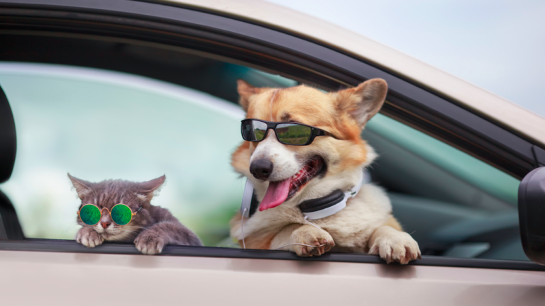 Tu perro o gato podrá ganar 1 año de comida gratis y varios premios con este concurso de revista MASCOTAS