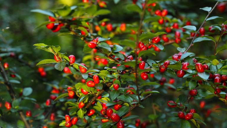 Zafrú expande sus plantaciones de fruta milagrosa a Colombia y busca tener la más grande del mundo