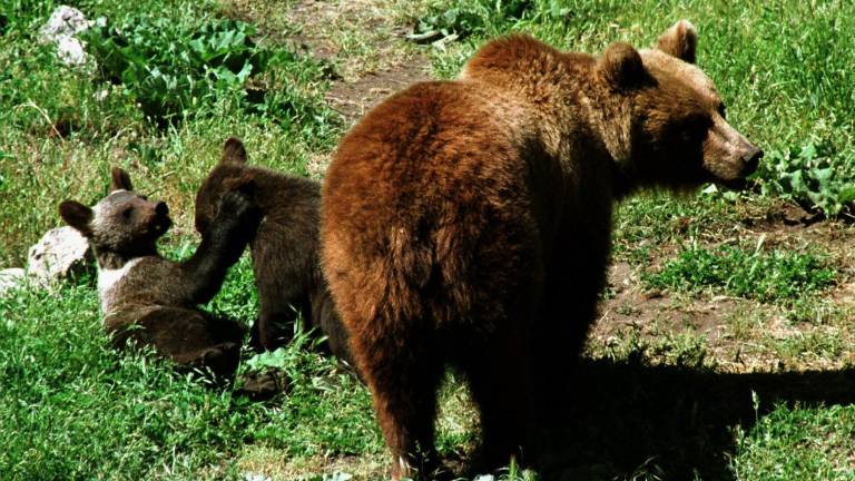 Rock: el curioso método usado por una región japonesa para evitar ataques de osos