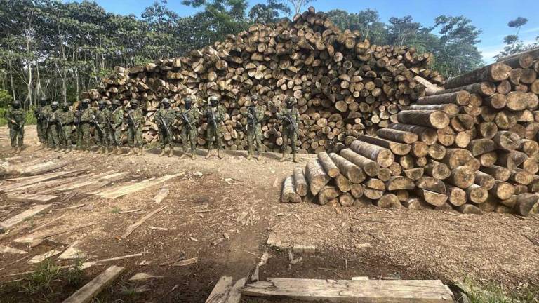 Tala ilegal: más de 1.500 piezas de madera aserrada fueron decomisadas en Sucumbíos