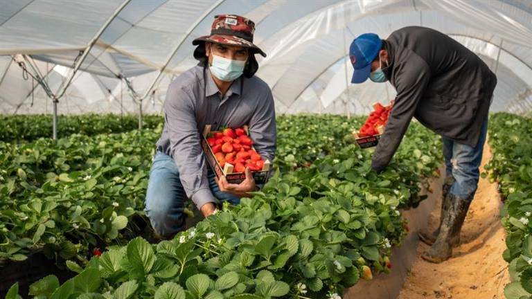 España recurre a trabajadores hondureños y ecuatorianos para recoger fresas