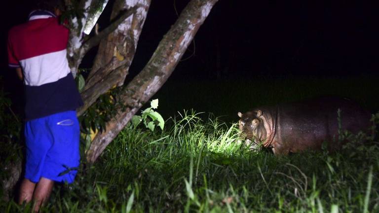 Hipopótamos, el insólito legado de Pablo Escobar a Colombia