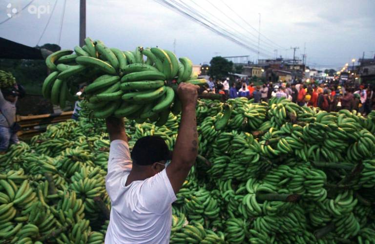 $!Bananeros protestan y bloquean carretera en Guayas con cientos de racimos
