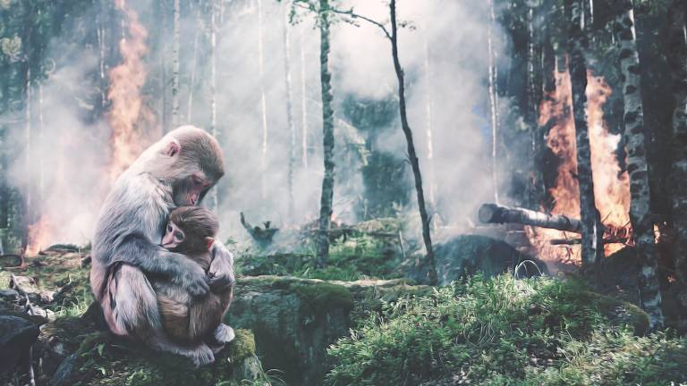 Día Mundial del Ambiente: la última oportunidad de detener la crisis climática