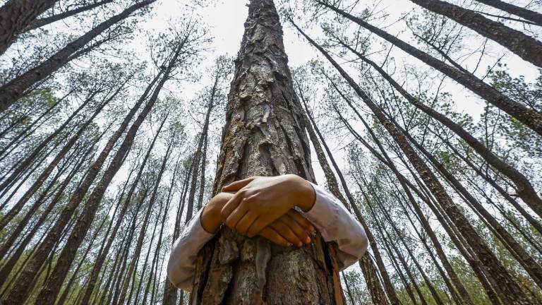 ¿Sabe cuántos árboles existen en la Tierra?