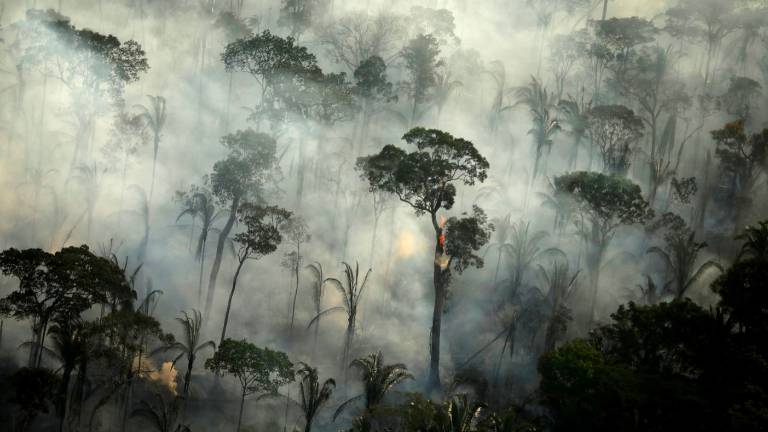 En 2019 se registró una cantidad "excepcional" de incendios forestales