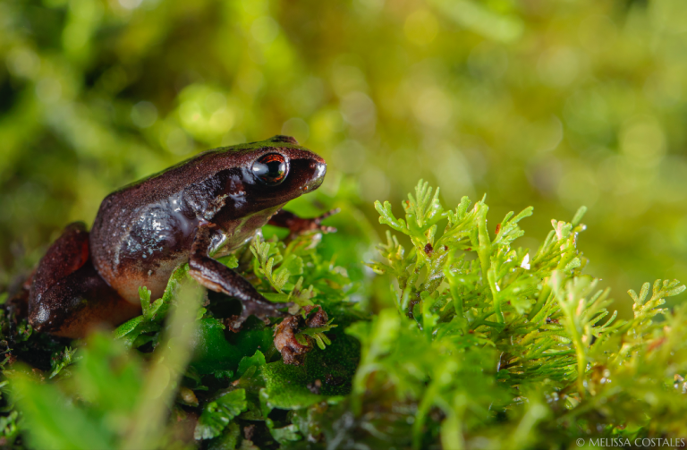 $!Descubren nueva especie de rana diminuta en Ecuador: 'La Rana Noble de Mindo'