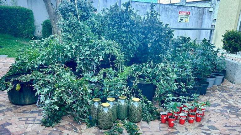 Hallan plantación de marihuana en casa del norte de Quito: dos ciudadanos quedaron detenidos
