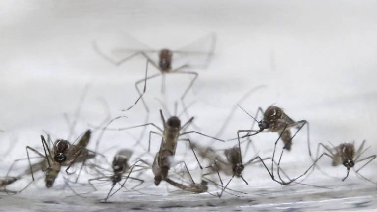 OMS: el contagio del Zika por vía sexual era ya conocido