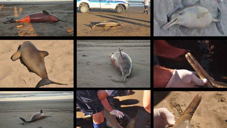 Más de 20 delfines aparecen muertos en una playa de Argentina