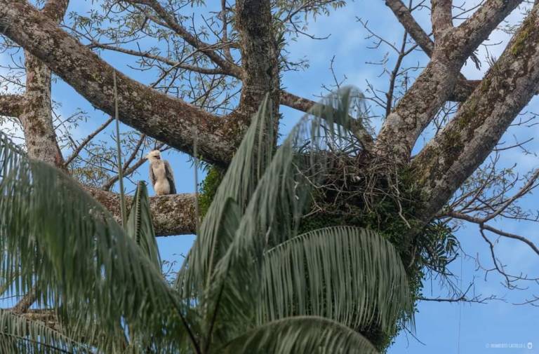 $!Ecuador y España se unen para proteger al águila harpía