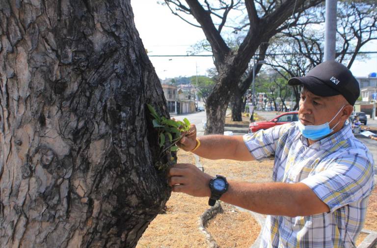 $!Las acciones han sido realizadas en el marco de un plan de arborización y reforestación de la Alcaldía de Guayaquil.