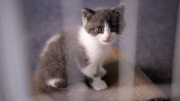 China clonó a un gato por primera vez, ¿Cuánto cuesta la clonación?