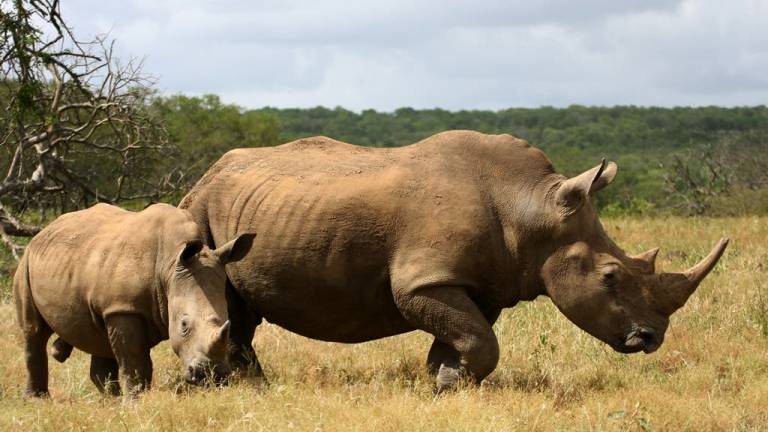 Cazadores furtivos matan a 1.215 rinocerontes en Sudáfrica en 2014