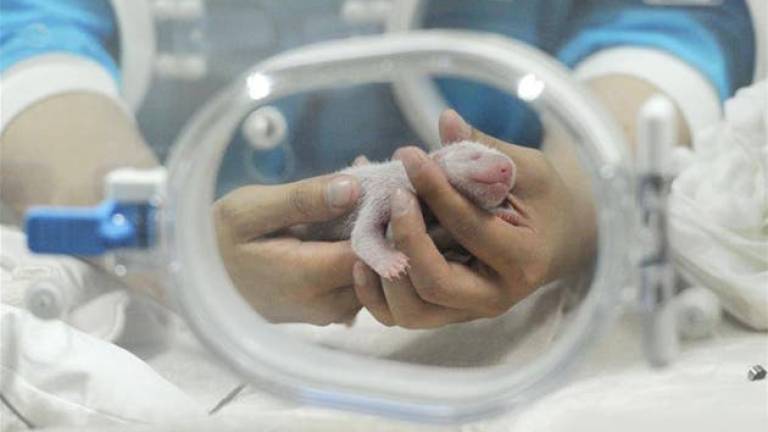 Panda con embarazo fantasma se convierte en madre de verdad