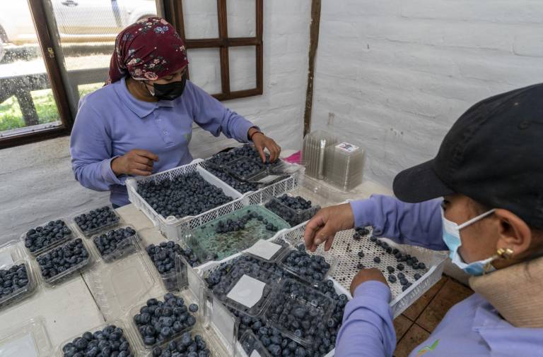 $!La inclusión de la mujer en actividades económicas se focaliza más para la agricultura, precisamente para cultivos delicados como el arándano.