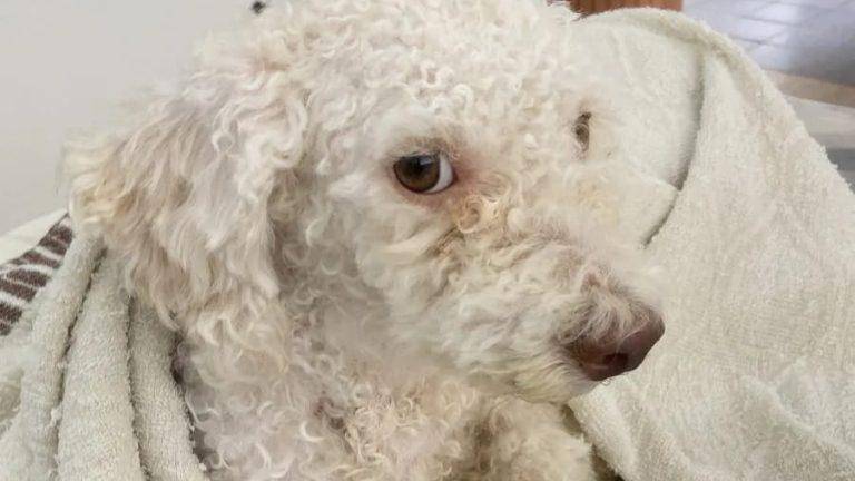 Buscan recursos para salvar la vida de 'Jaimito', un perro que perdió su órgano reproductor