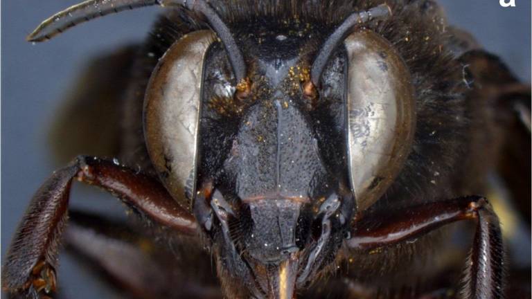 Ecuador descubre una abeja mitad hembra, mitad macho