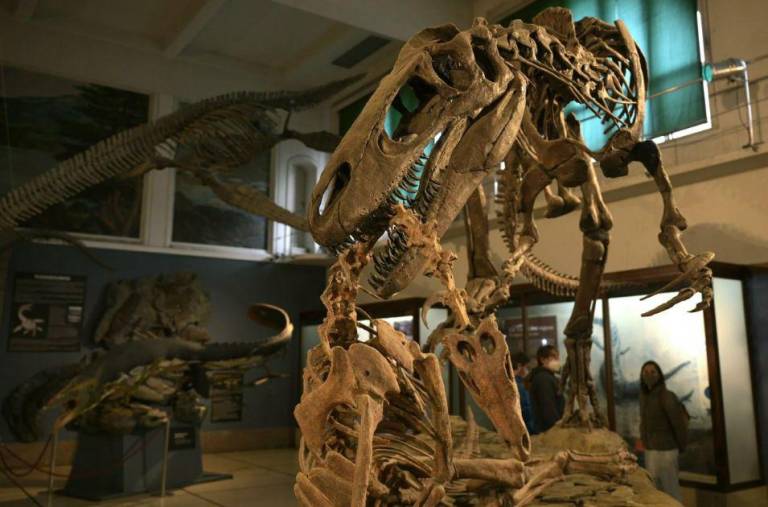 $!Réplica del esqueleto de un dinosaurio Megaraptor namunhuaiquii, en el Museo Argentino de Historia Natural Bernardino Rivadavia, en Buenos Aires, el 2 de mayo de 2022, perteneciente al mismo grupo de los megaraptores que el Maip macrothorax, hallado recientemente en la Patagonia en el sur de Argentina