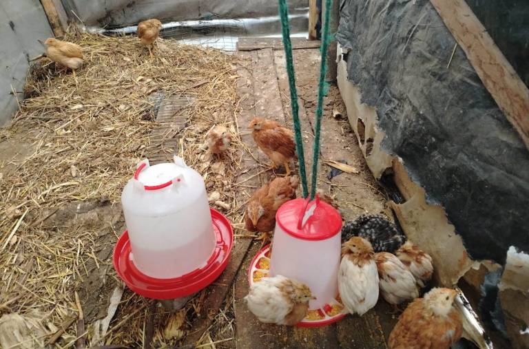 $!La crianza de aves es una de las actividades productivas a las que pueden acceder las mujeres del programa Warmi Imbabura.