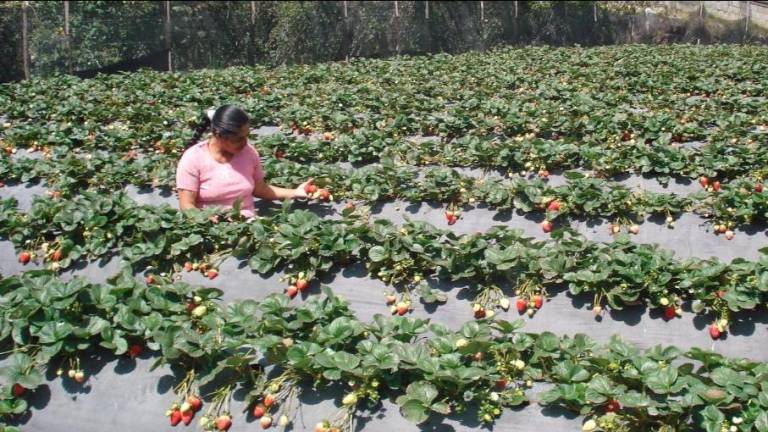 ¿Qué es el plan Migración Circular? Un centenar de ecuatorianos llegó a España para trabajar regularmente