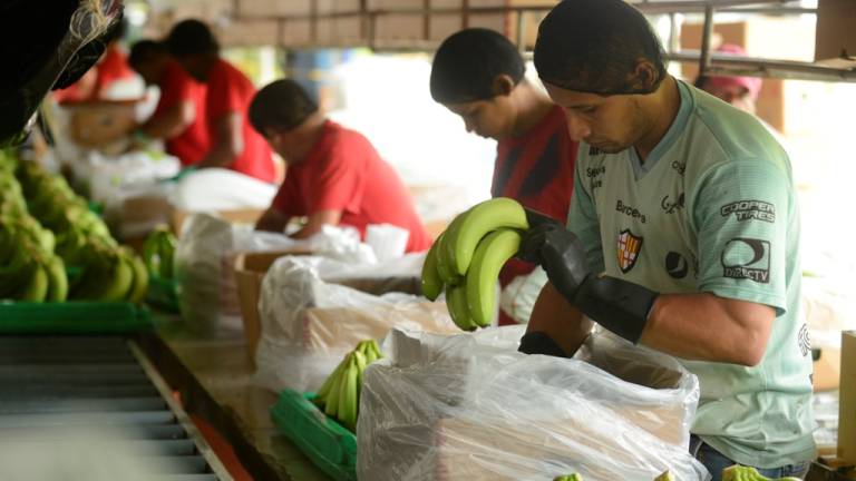 El precio de la caja de banano para el 2021. ¿Cuál es la posición de los productores y exportadores?
