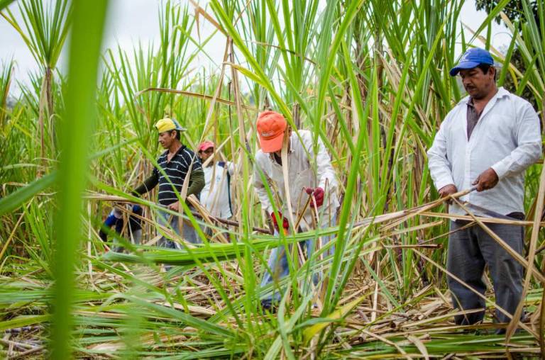 $!La cadena productiva de la caña de azúcar crea aproximadamente 40.000 empleos directos.
