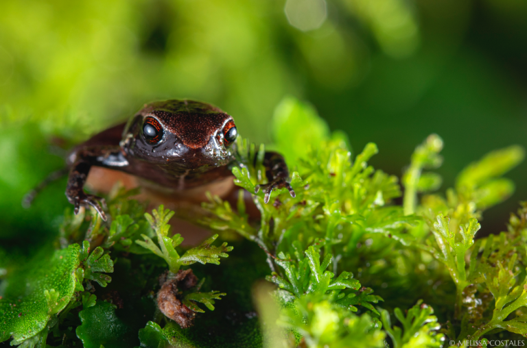 $!Descubren nueva especie de rana diminuta en Ecuador: 'La Rana Noble de Mindo'