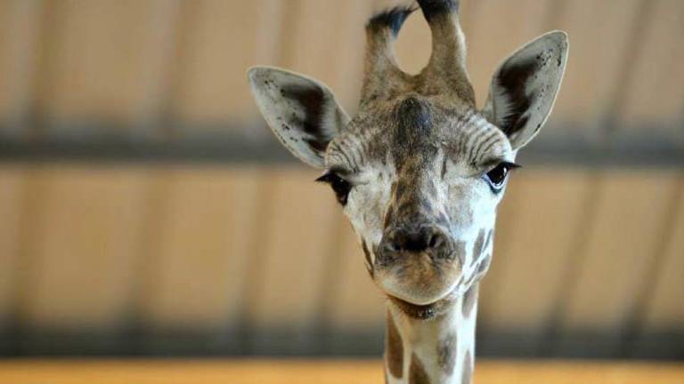 Negligencias habrían llevado a la muerte de la jirafa macho en el zoológico de Loja, según ONG