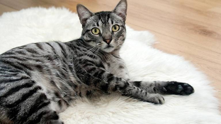 El gato fiestero de España: sus vecinos lo denunciaron sin saber de qué se trataba