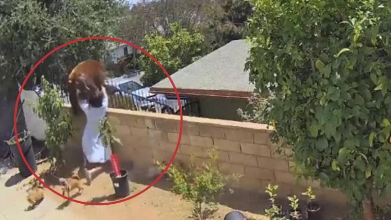 Video capta el enfrentamiento entre una osa y una joven que quería proteger a sus mascotas