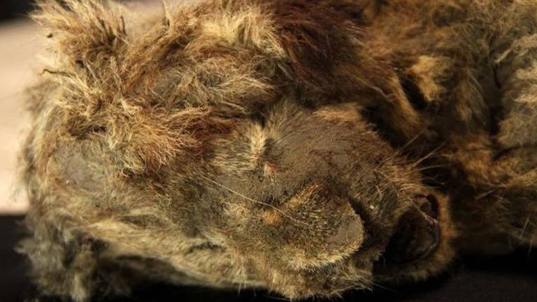 ‘Esparta’, la sorprendente cachorra de león de 28 mil años encontrada en Siberia, Rusia