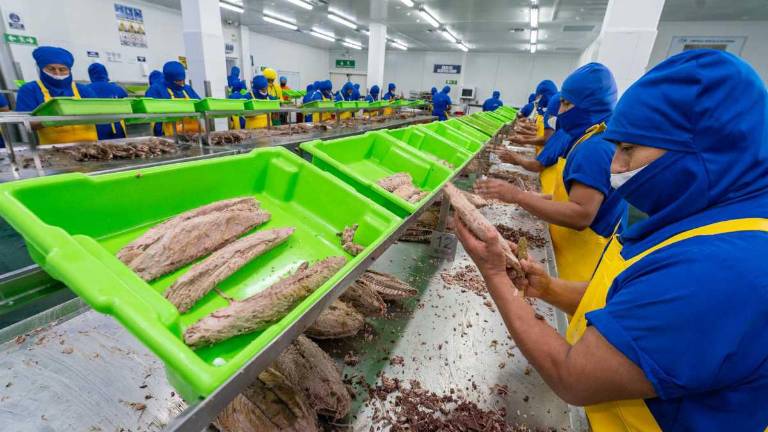 Trabajadores procesan los filetes de atún de exportación