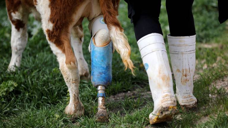 La Granja que cuida de animales que iban a ser sacrificados