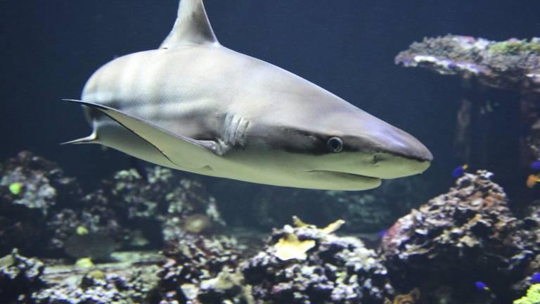 Medio millón de tiburones podrían morir por la vacuna contra el COVID-19