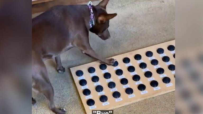 La sorprendente forma en la que estos perros “hablan” con sus dueños